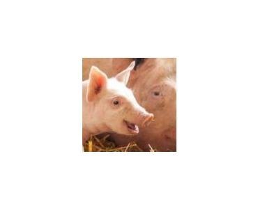 LA APLICACIÓN DEL MES! BOMBAS DOSIFICADORAS PARA LA DOSIFICACIÓN Y EL LLENADO EN VETERINARIA