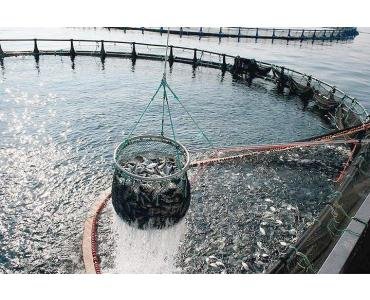 LA APLICATION DEL MES!  BOMBAS PERISTALTICAS PARA DOSIFICACION Y MANIPULACION EN EL SECTOR DE CULTIVO DEL PECES